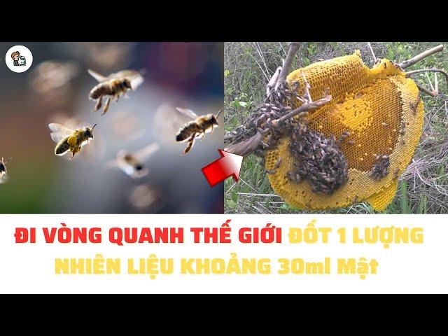  20 SỰ THẬT THÚ VỊ VỀ ONG MẬT KHÔNG PHẢI AI CŨNG BIẾT | BÀN CHUYỆN KHOA HỌC