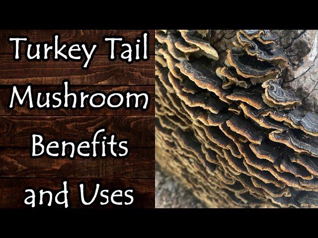 Turkey Tail Mushroom (Trametes Versicolor) Benefits, Uses, and Identification