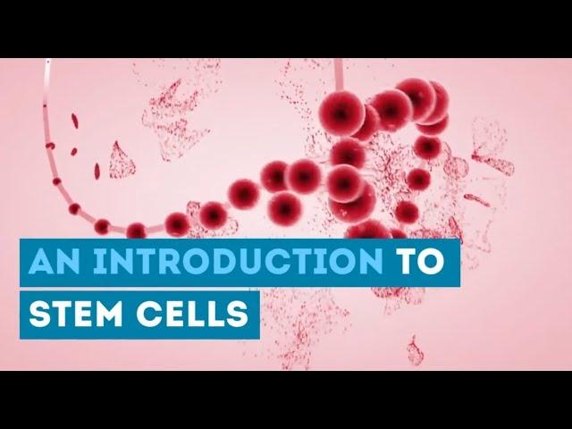 The Basics of Stem Cell Therapy - Clinical Trials, Research, Risks & Treatment Options in 2024