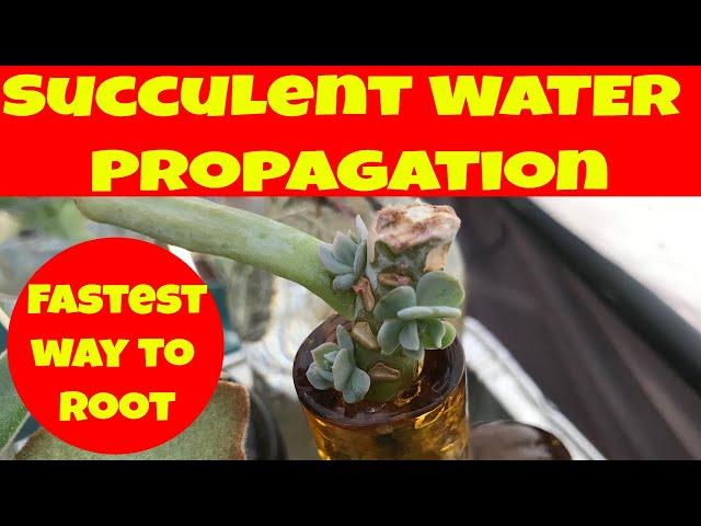 Propagate succulents from cuttings FASTEST water propagation -Moody Blooms