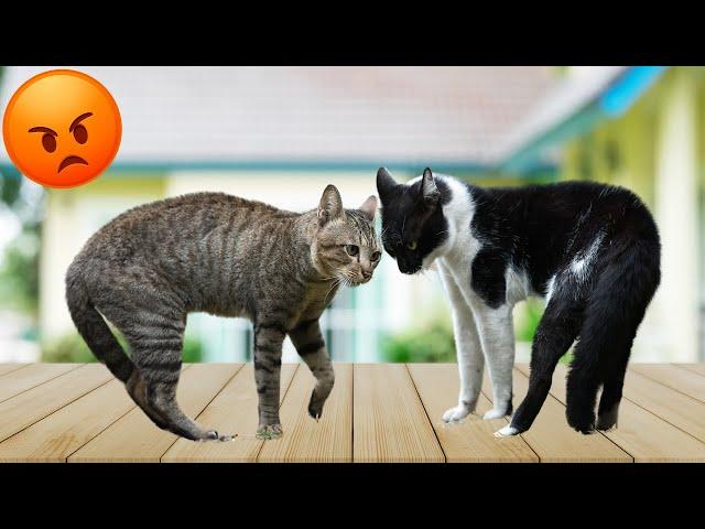 CATS make us LAUGH ALL THE TIME!  Best FUNNY CAT videos