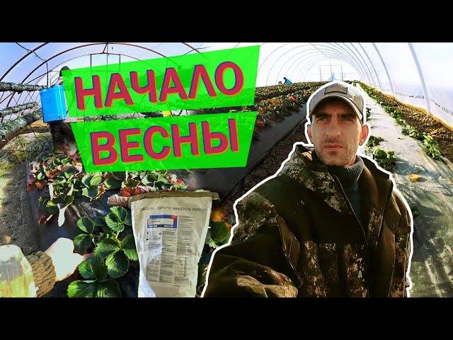 секреты весенних работ на клубники