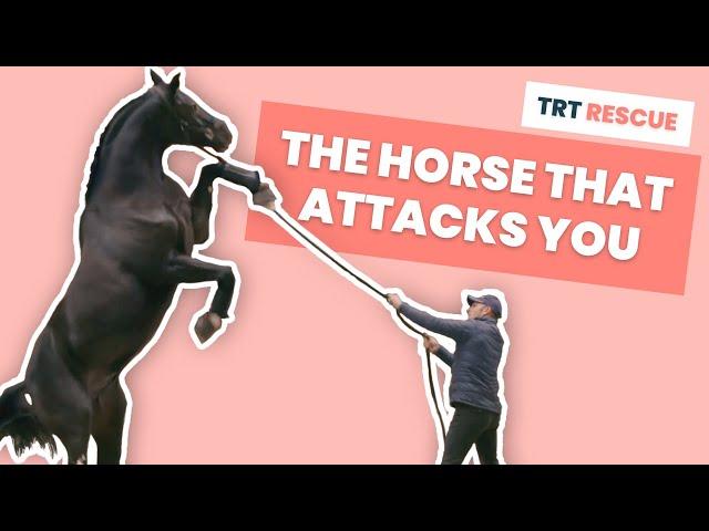 The Horse That Attacks You - TRT Rescue S01E01