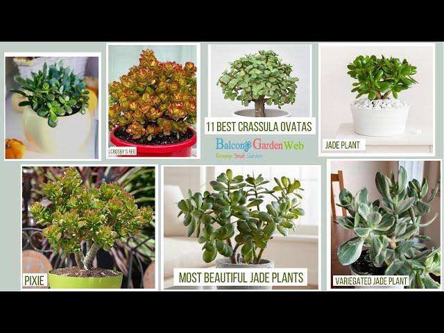 11 Best Crassula Ovatas | Most Beautiful Jade Plants