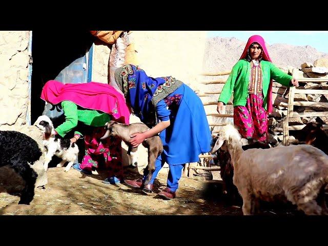 Afghanistan village life |Rural Life in Jaghori | Keeping pets | SOYEE