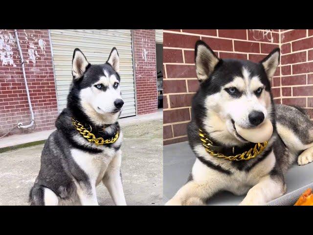 # Husky's Growth Diary# Hage Daily# Pet Dog Life