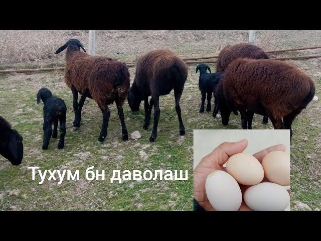 куйларнинг ютал касаллигини даволаш ва унинг турлари