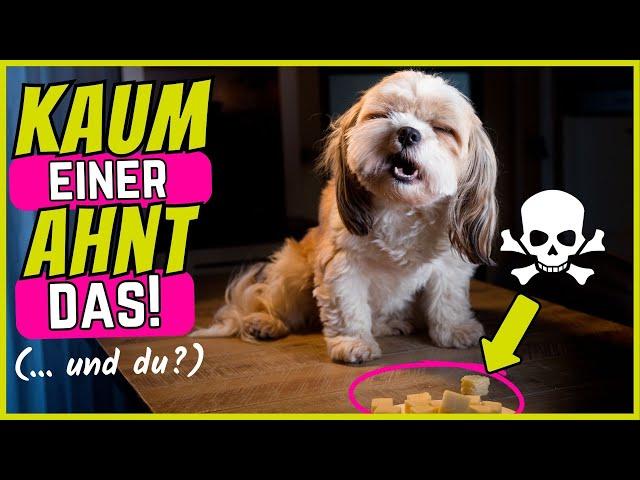 8 Lebensmittel, die deinen Hund binnen MINUTEN töten