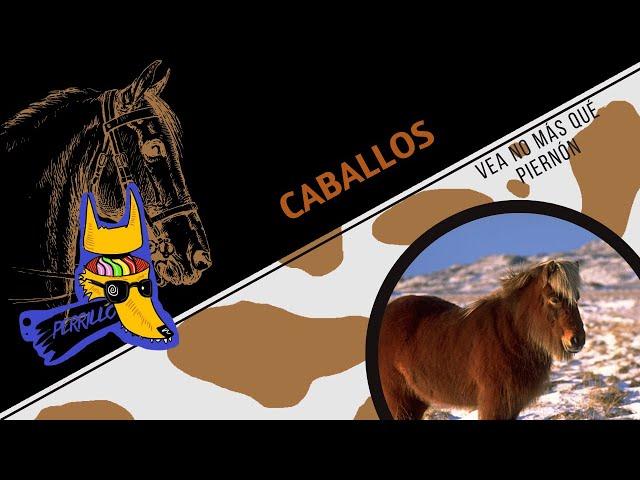 Caballos: La medida de todas las cosas | Ep 81| CULTURA COLMILLUDA