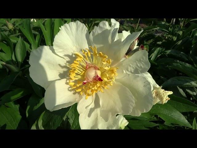 Пион Санни Гёрл (Солнечная Девочка) / Peony Sunny Girl - Сад на Волхове