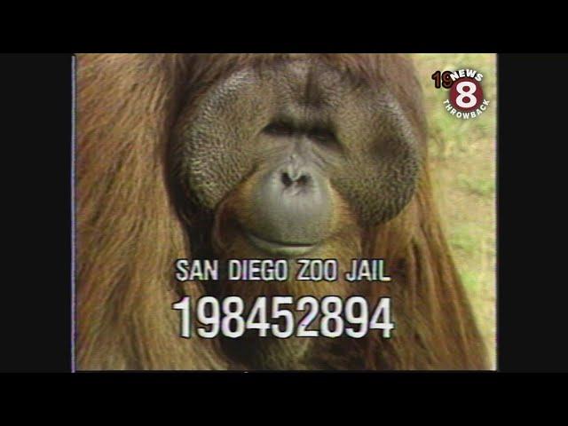 San Diego Zoo's legendary orangutan escape artist in 1987 1988 and 2000