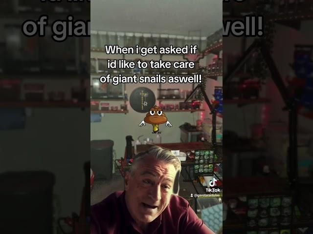No chance! #fypage #funny #spider #spiderspecies #tarantula #giantspider #fypyoutube #robertdeniro