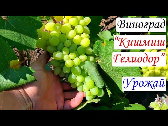Виноград Кишмиш Гелиодор. Урожай и особенности гибридной формы