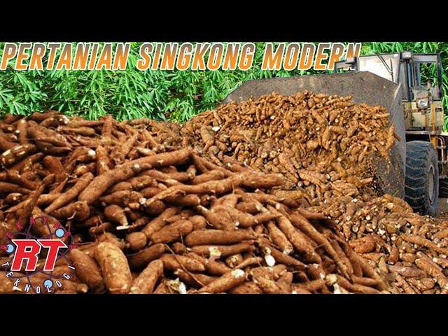 MODERN CASSAVA FARMING  | Cultivation and Harvesting of Cassava