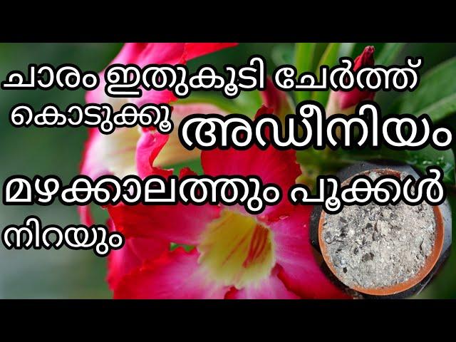 ഒരു സ്പൂൺ ചാരം മതി/മഴക്കാലത്തും അഡീനിയം പൂക്കൾ കൊണ്ട് നിറയാൻ/ponnu's world 1234