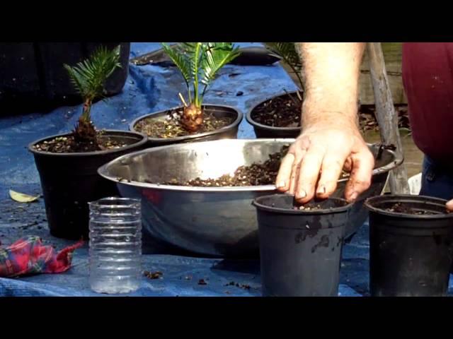 KING SAGO SEED PLANTING