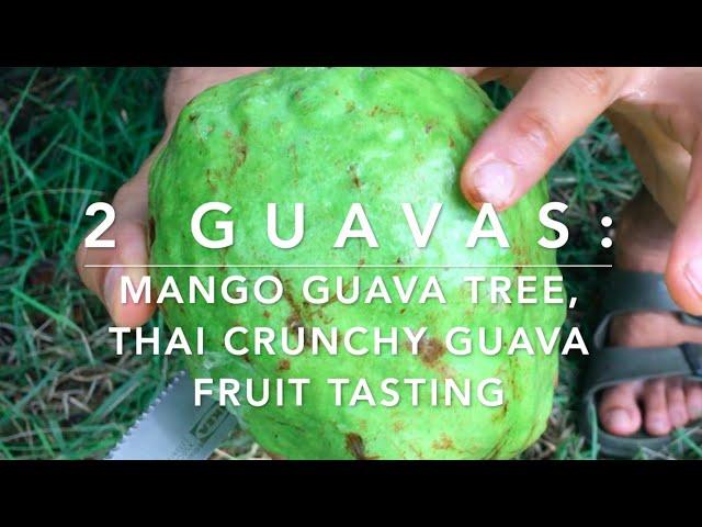 2 guavas: Guava mango tree flushing, Thai crunchy white guava tasting - HUGE FRUIT! 