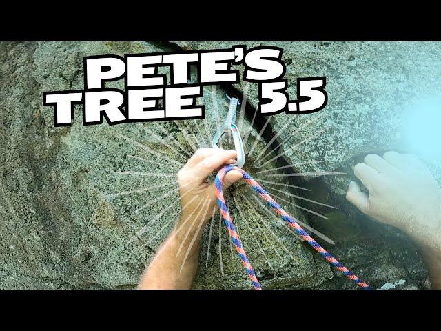 Petes Tree Pawtuckaway