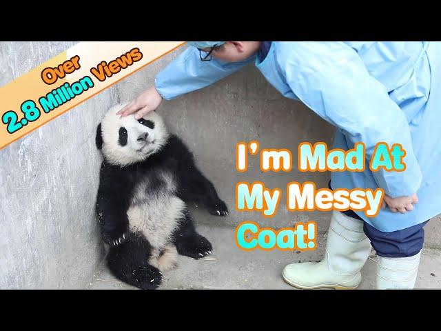 Panda Feels Angry With A Dirty Coat | iPanda