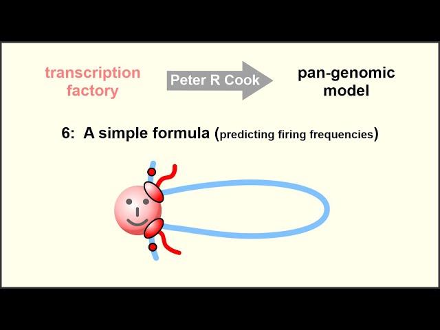 The pan-genomic model: the role of transcription factories in chromosome structure and function – 6