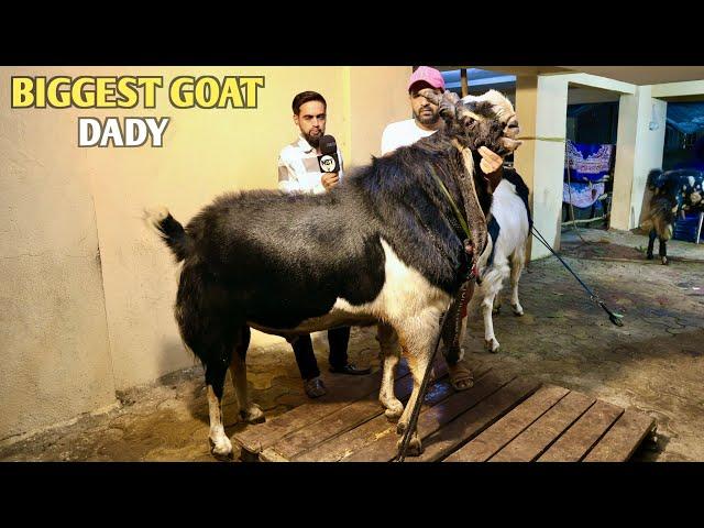 Biggest Kota Goat In Millat Nagar At Mohsin Goat’s