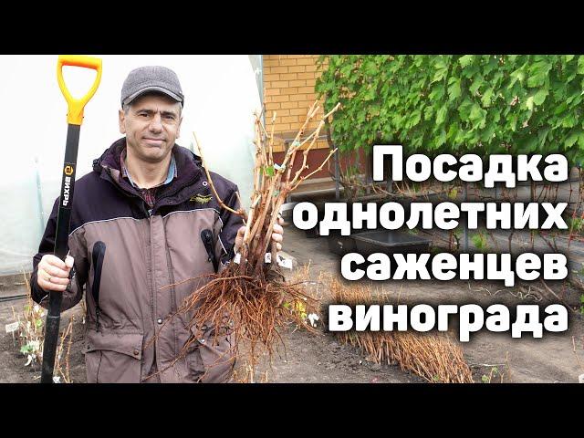 Как правильно посадить саженцы винограда?