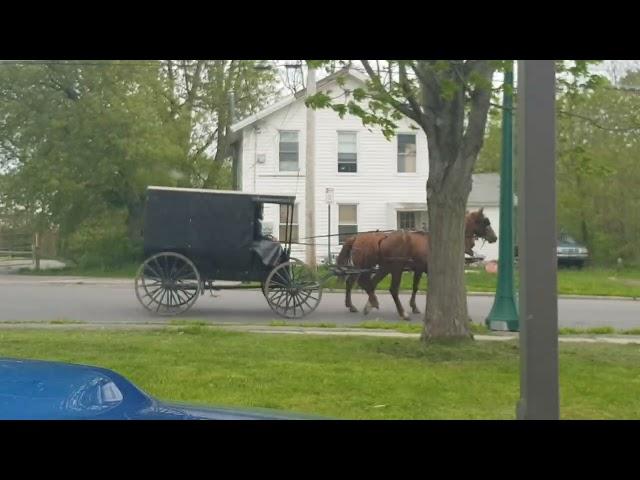 Two  Carriage ride #horses #asmrsounds #carriage #fyp #shorts