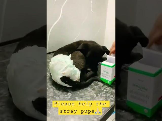 I request||Parvo virus||stray pups #parvo #pawsitive #dog #viral