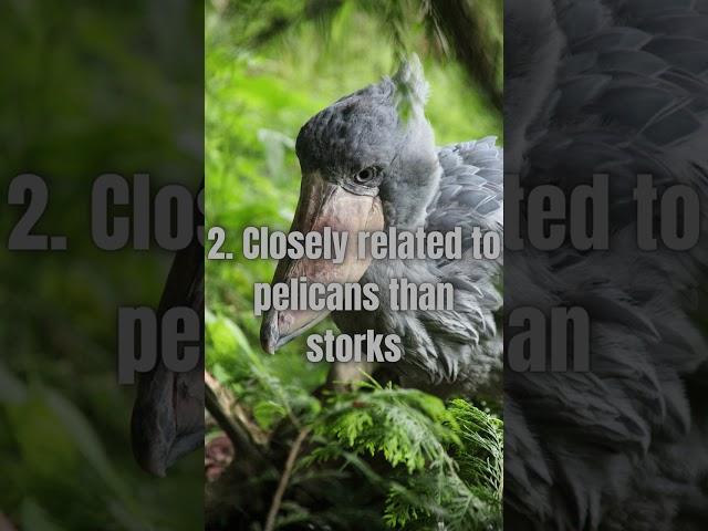 5 Shoebill Facts