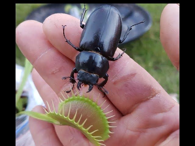 Monster Beetle CRUSHED in Venus Flytrap