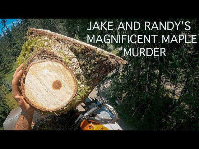 JAKE AND RANDYS MAGNIFICENT MAPLE MURDER! My first ground guy is a better climber than me!  