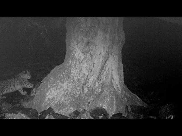 A snow leopard visit in the night