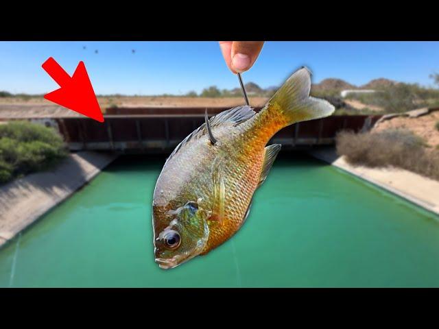 Exploring a NEW Desert Canal! Do Big Fish Live Here?