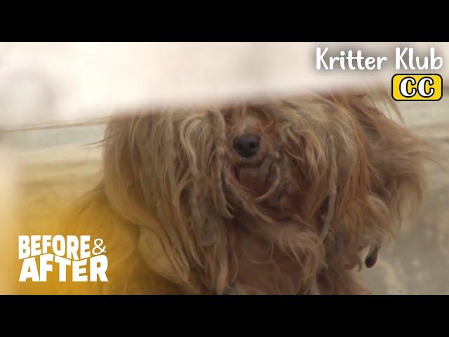 (Compilation) How This Messy Dog’s Look Changes And More I Before & After Ep 112