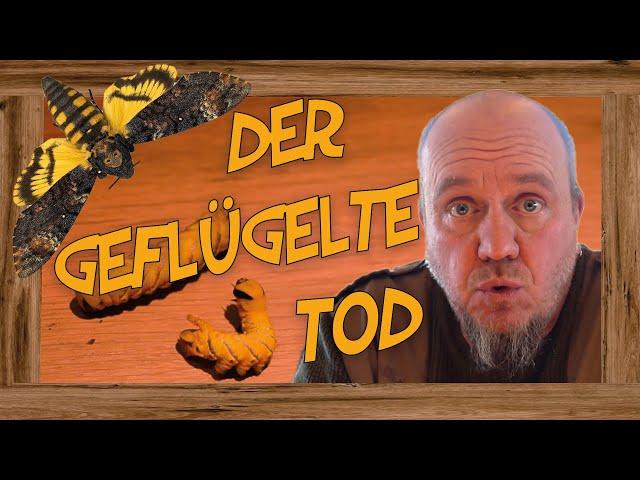 Der Totenkopfschwärmer - The Beginning