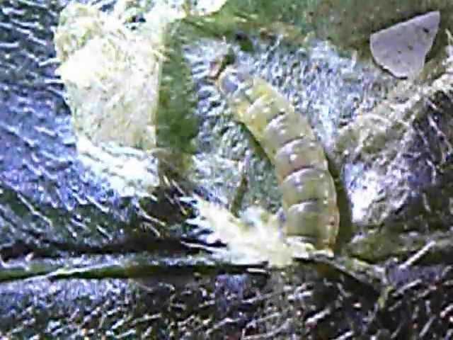 larva tuta absoluta