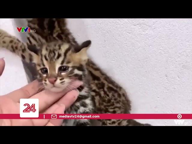 Tràn lan nạn mua bán động vật hoang dã trên mạng xã hội | VTV24