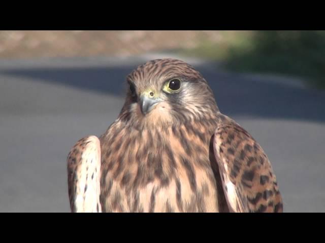 Kestrel calling