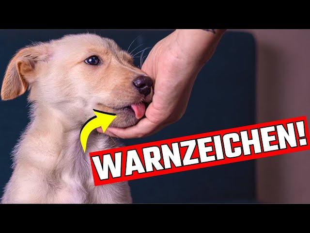 8 Anzeichen, dass dein Hund dich nicht mag!