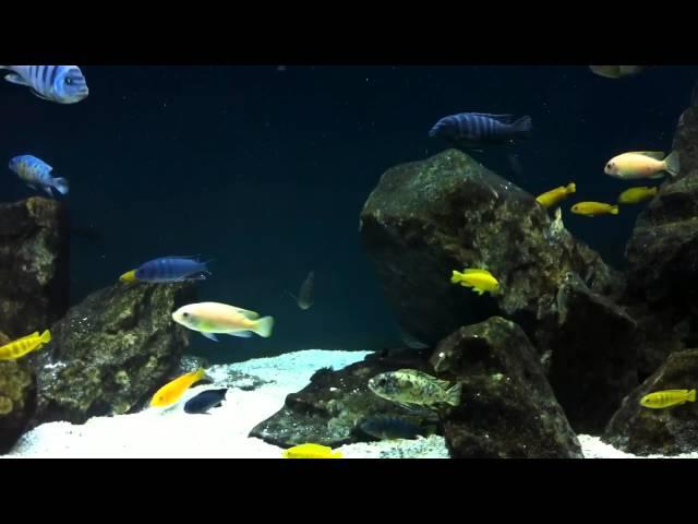 You Choose the Topic - #5 Tank Updates Thursday's - African Cichlid Hub