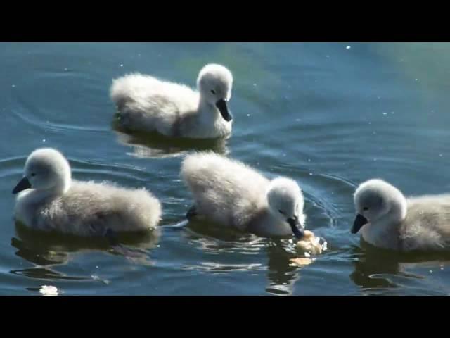 Fluffy ducks!