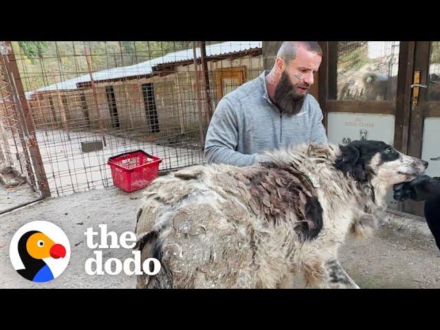 Shlelter Dog Carries 14 Pounds Of Matted Fur | The Dodo