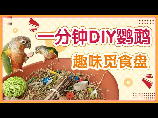 一分鐘DIY鸚鵡趣味覓食盤| 鸚鵡飲食多元化【酷檀子小太陽】