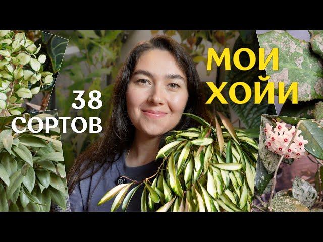 КАК выросли мои ХОЙИ | ИЗМЕНЕНИЯ и РОСТ растений и КОЛЛЕКЦИИ за 11 МЕСЯЦЕВ 