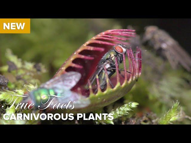 True Facts : Carnivorous Plants