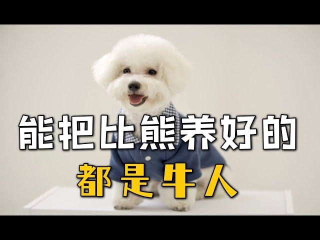 能把比熊犬养漂亮的，都是牛人【萌宠指南】