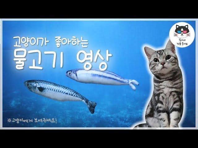 [video cats like] show this fish video to your cat / cat game, video for cat