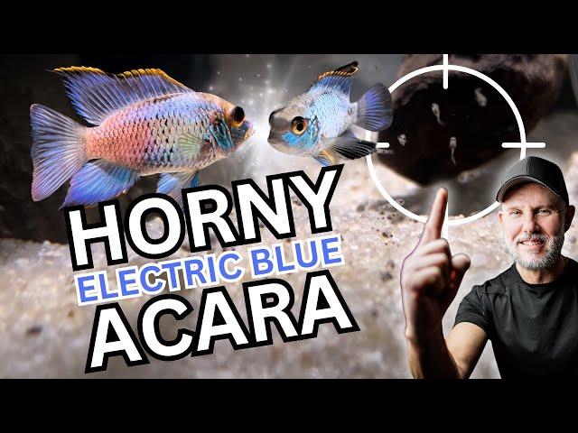 BREEDING Electric Blue Acara | EBA Fry!