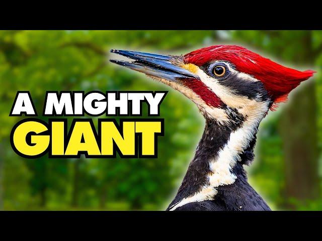 The Majestic Pileated Woodpecker | Nature's Powerhouse