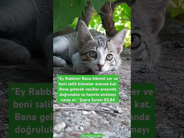 Gününduası#dua#cat#kedi#islam#ayet#kuran#kitten#hadithforkids#cute#çocuklariçin#forkids#shorts#reels